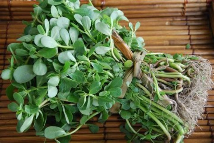 Discover the Remarkable Benefits of Verdolagas for Your Health and Lifestyle