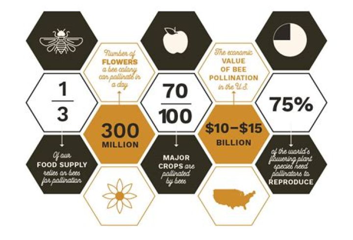 Dive into the World of Bees: Facts, Pollination & More!