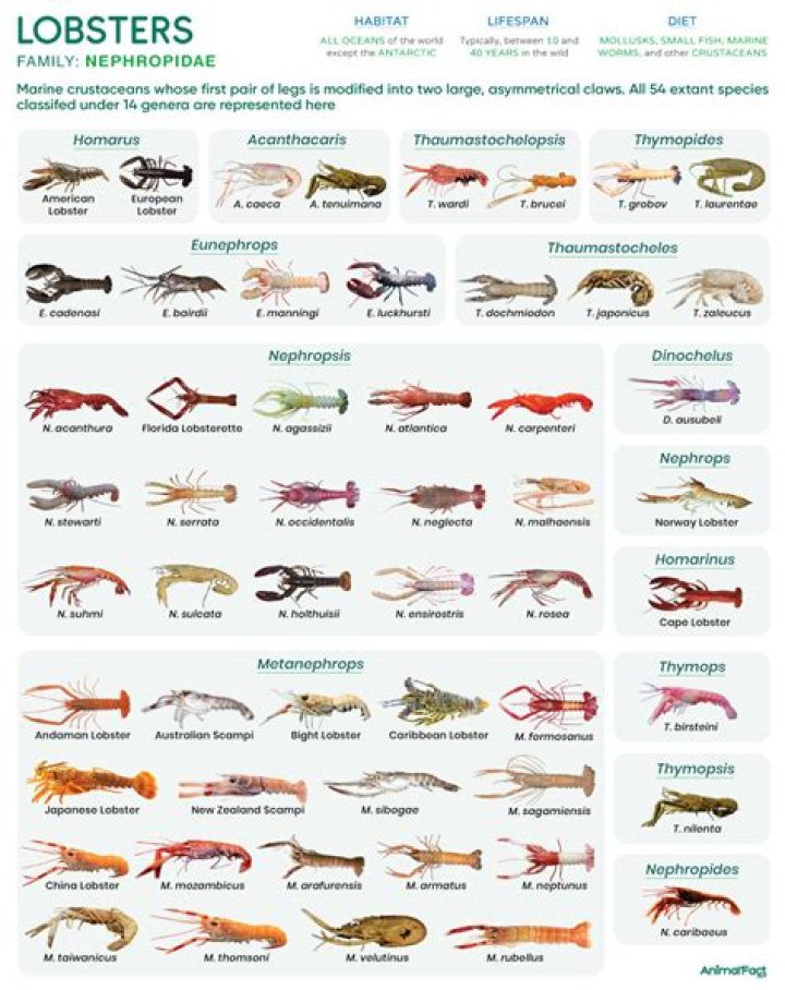 Lobsters and Pain: Understanding the Science and Ethical Implications