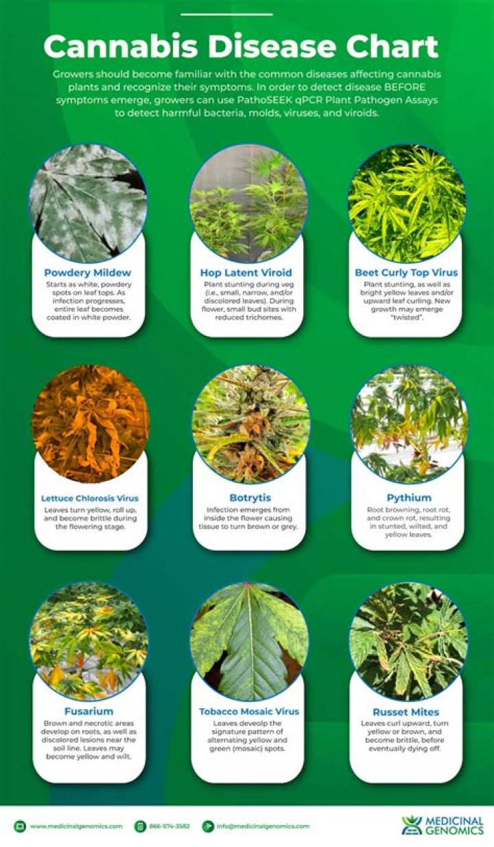 Risecannabis Hagerstown MD: Your Ultimate Guide to Medical Cannabis in Maryland