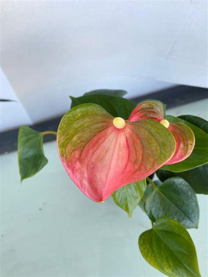 Unveiling the World of Emma Anthurium: A Rising Star & Plant!
