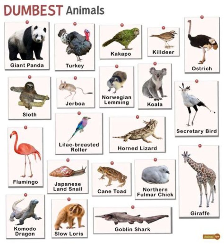 What's the Dumbest Animal in the World? Exploring Intelligence Across Species